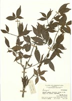 藏品(衛矛屬)的圖片